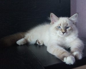 Timur View Angel