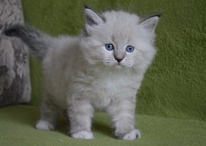 Timur View Angel