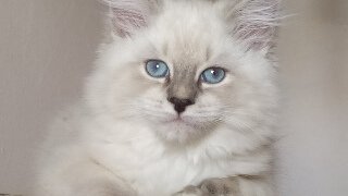 Ultra View Angel фото