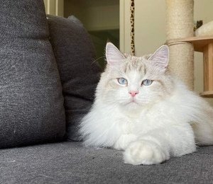 Шикарный сибирский кот в колор-поинтовом окрасе. Невский маскарадный.