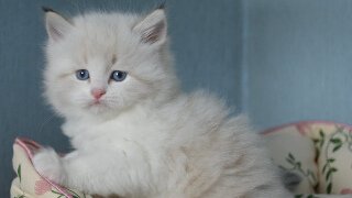 Отзыв от Викинга